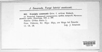 Erysiphe cruciferarum image